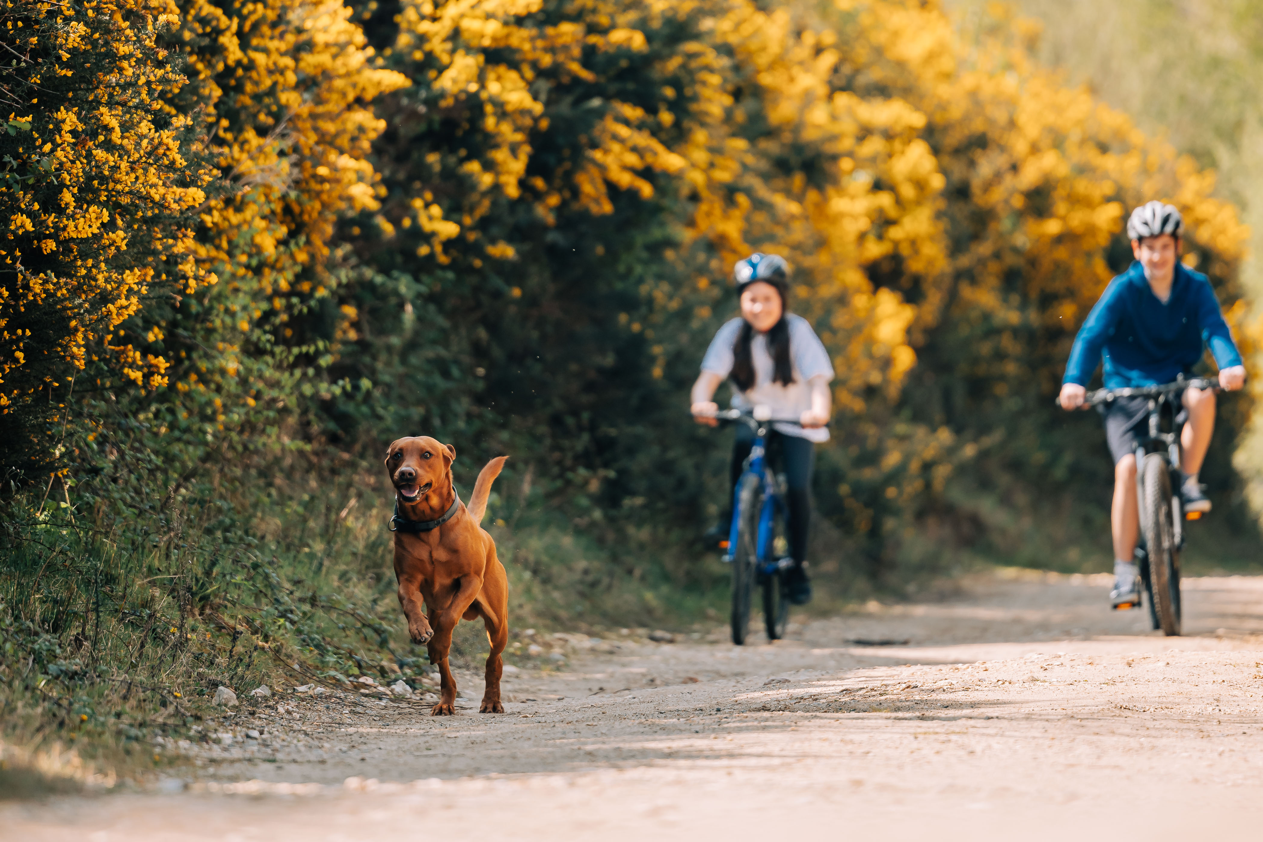 two children cycling down a pathway with a red labrador running ahead