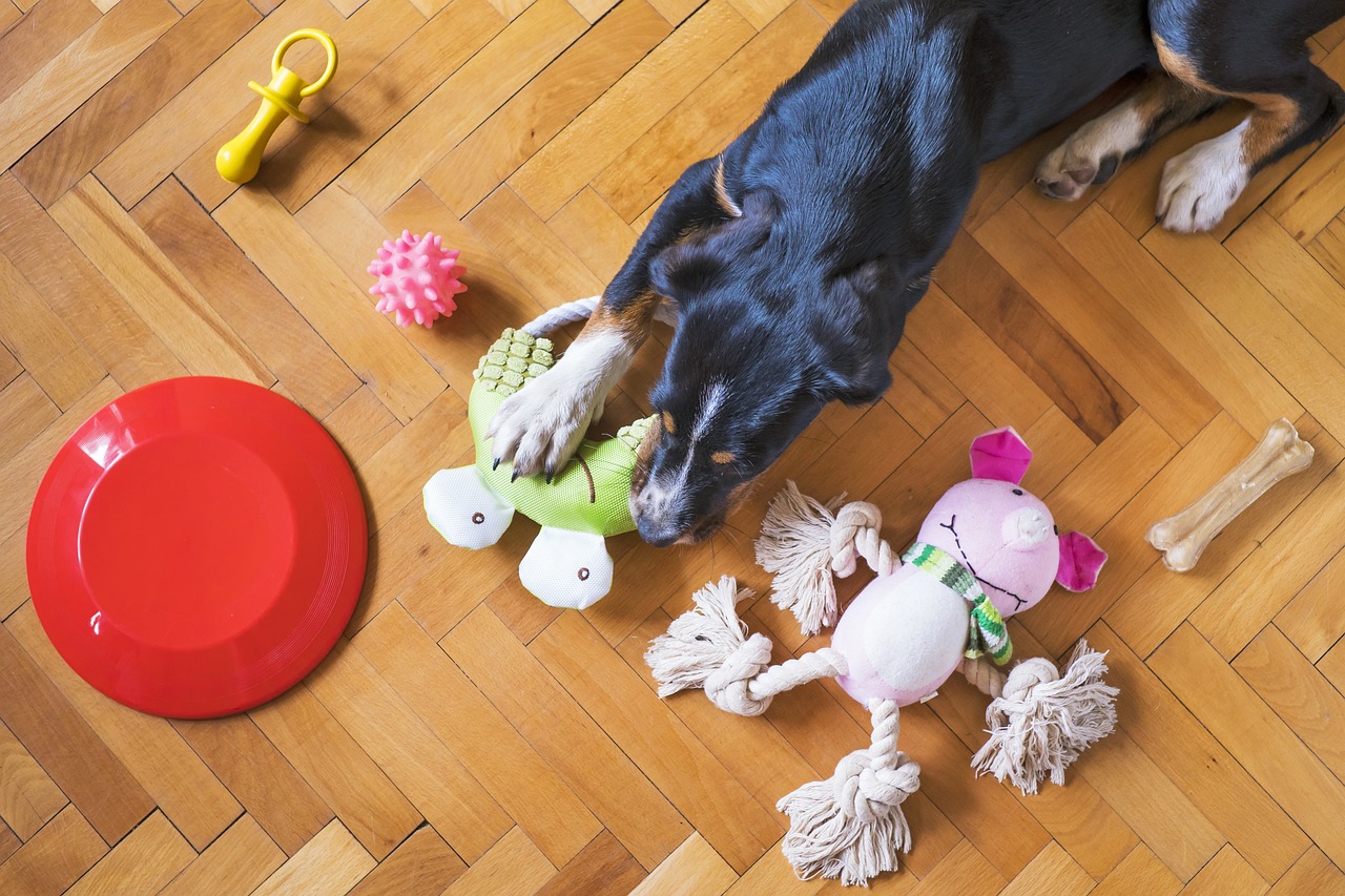 Dog lying in the floor surrounded by toys