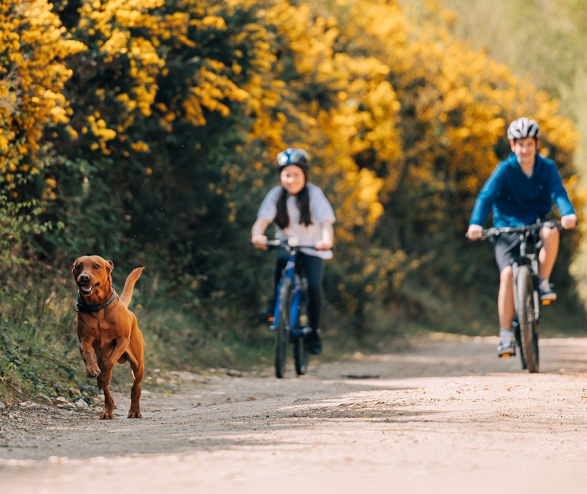 A man and a woman cycling down a path with yellow gorse hedges behind and a red Labrador dog running in front