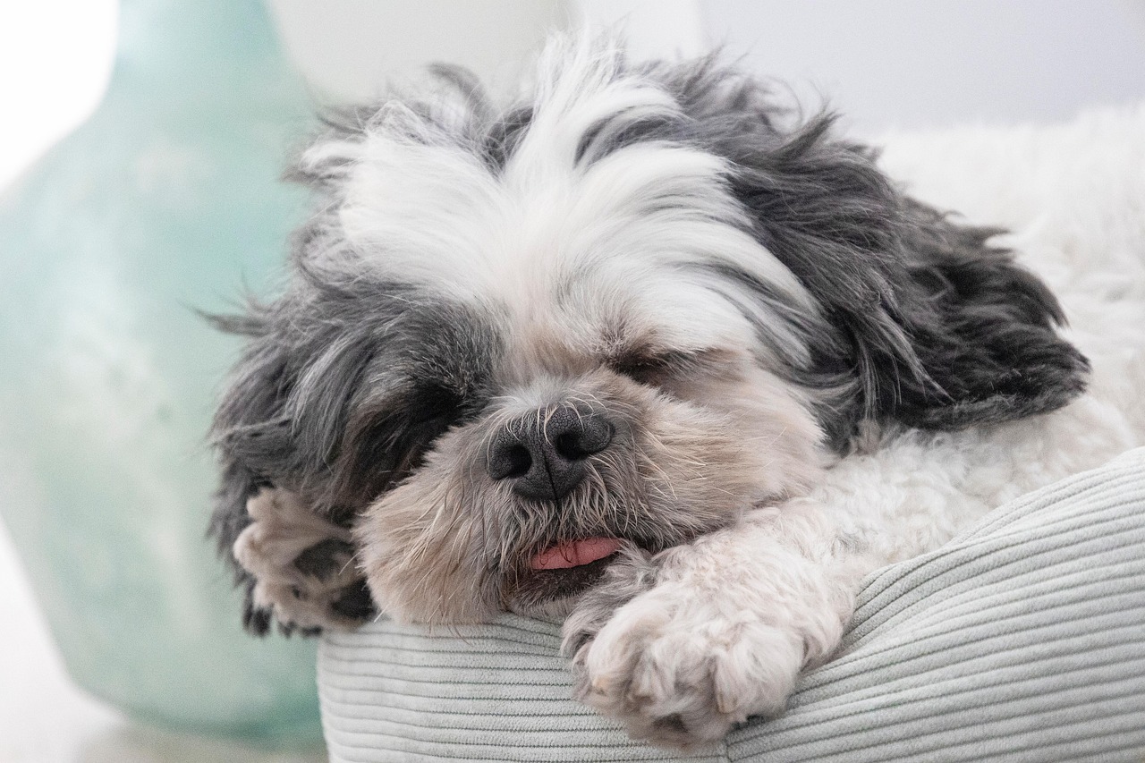 Little black and white white dog asleep on its bed